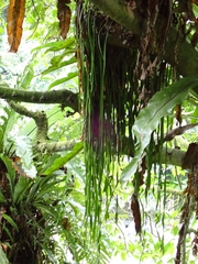 Haplopteris elongata