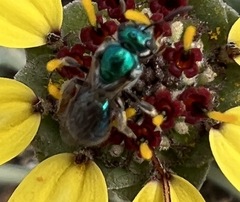 Augochloropsis metallica