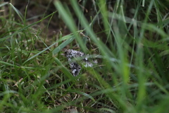 Trichoplusia ni