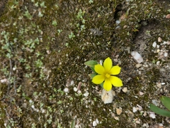 Moraea galaxia