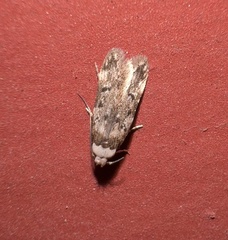Endrosis sarcitrella