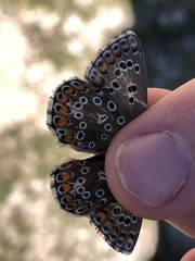 Polyommatus