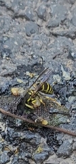 Vespula flaviceps