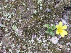 Moraea galaxia