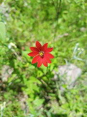 Zinnia peruviana