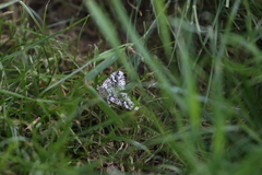Trichoplusia ni