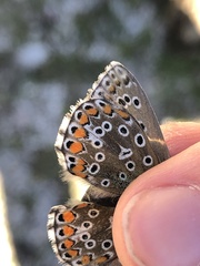 Polyommatus