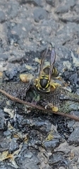 Vespula flaviceps