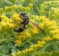 Ancistrocerus antilope