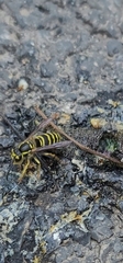 Vespula flaviceps
