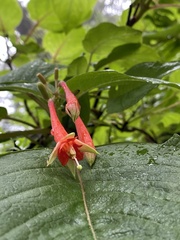 Fuchsia