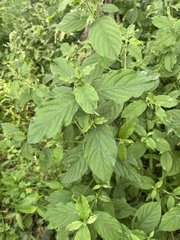 Achyranthes japonica