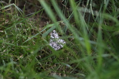 Trichoplusia ni