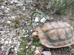 Homopus areolatus