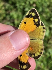 Colias croceus
