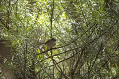 Malurus cyaneus
