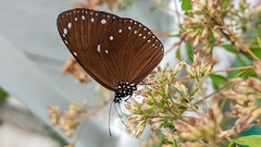 Euploea tulliolus
