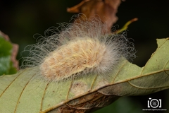 Megalopyge pyxidifera