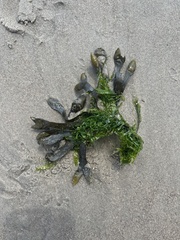 Fucus distichus