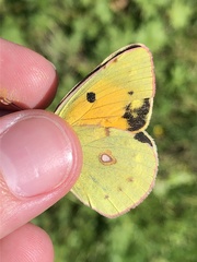 Colias croceus