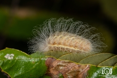 Megalopyge pyxidifera