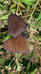 Euploea tulliolus
