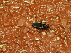 Ectrichodiinae