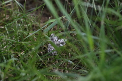 Trichoplusia ni
