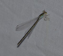 Ischnura hastata