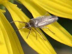 Scythris