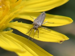 Scythris