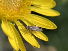 Scythris