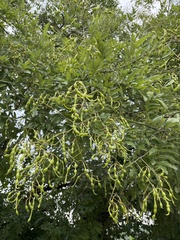 Styphnolobium japonicum