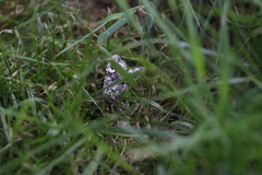 Trichoplusia ni