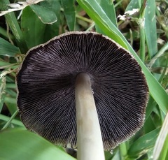 Micacei