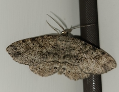 Melanolophia canadaria