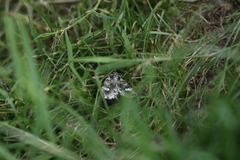 Trichoplusia ni