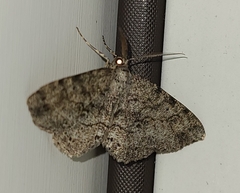 Melanolophia canadaria