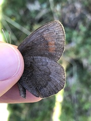Erebia pronoe