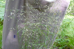 Poa nemoralis