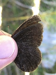 Erebia pronoe