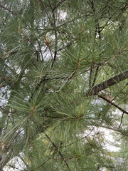 Pinus