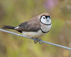 Stizoptera bichenovii