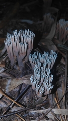 Phaeoclavulina cyanocephala