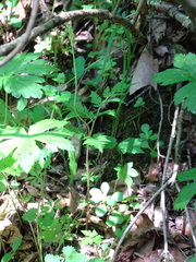 Botrypus virginianus