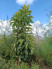 Deplanchea tetraphylla