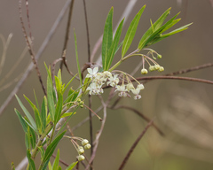Gomphocarpus