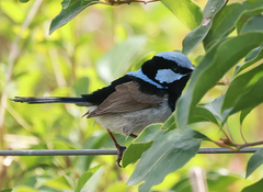 Malurus cyaneus