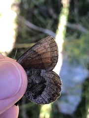 Erebia pronoe