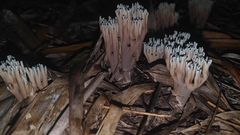 Phaeoclavulina cyanocephala